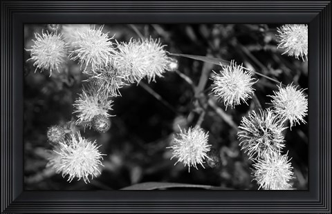 Framed Wildflower Blooms In Black And White Print