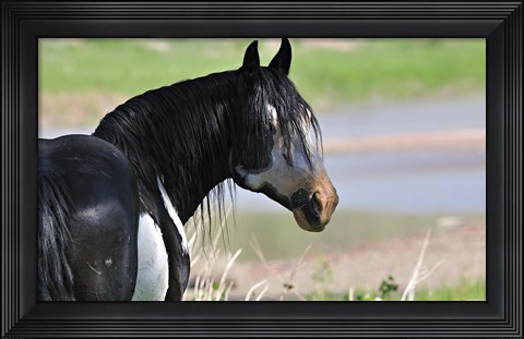 Framed Wildhorses 3 Print