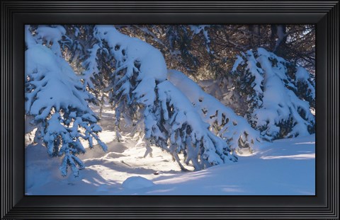 Framed Winter Snow Evergreen Print