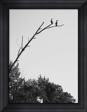 Framed Bird Silhouettes On Branch Print