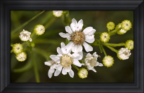 Framed White Wildflowers And Flower Buds Print