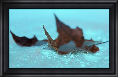 Framed Fall Leaf Floating In Blue Water Print
