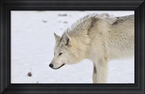 Framed Zoo Wolf 6 Print