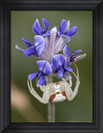Framed White Insect Under Blue Flower Print