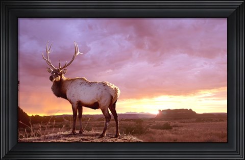Framed Elk Sunrise In Canyonland Print