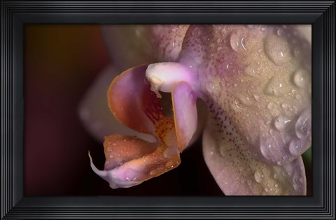 Framed Pink Spotted Flower Closeup On Purple Print