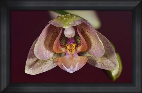 Framed Pink And Yellow Spotted Flower With Dew I Print