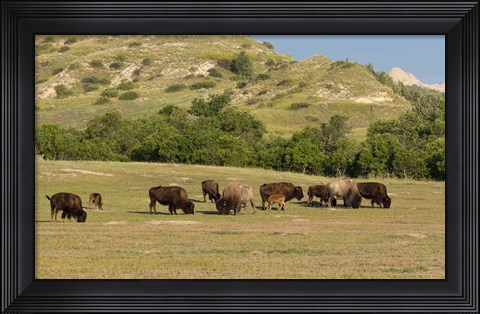 Framed Bison Grazing Print