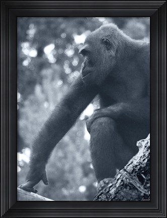 Framed Gorilla 2 Print