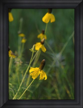 Framed Shades Of Nature Yellow Flowers Green Center I Print