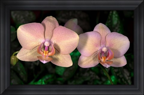 Framed Pink And Yellow Spotted Flower Duo Print