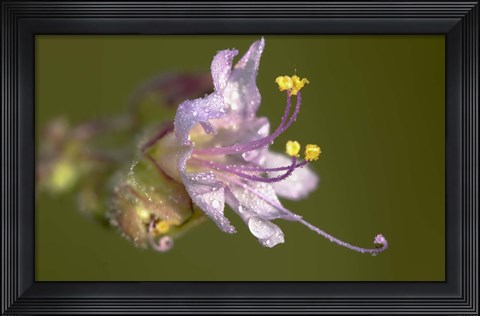 Framed Lavender Flower With Dew Print