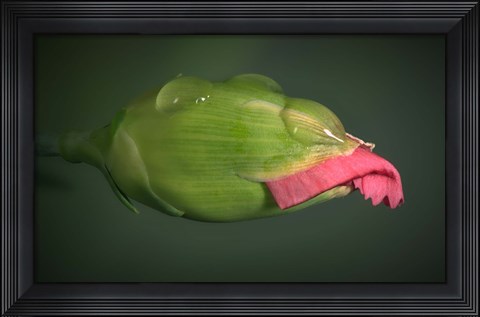 Framed New Pink Flower Bud Print