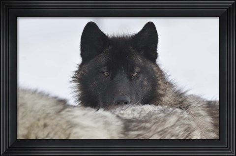 Framed Zoo Wolf 8 Print