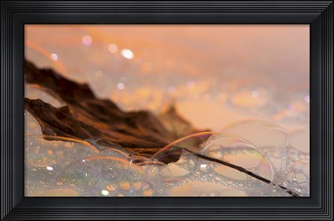 Framed Fall Leaf Floating In Water Bubbles I Print