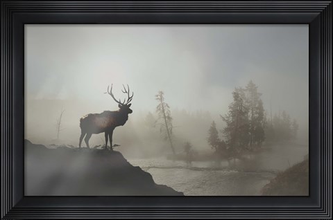 Framed Yellowstone Elk Print