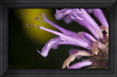 Framed Purple Flower On Green Print