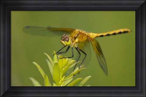Framed Orange Insect On Green Foliage Print