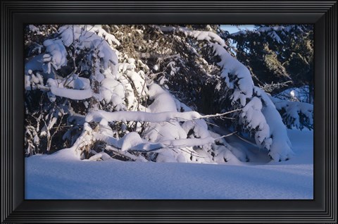 Framed Buffalo River 54 Print