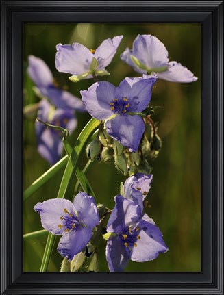 Framed Purple Wildflower Print