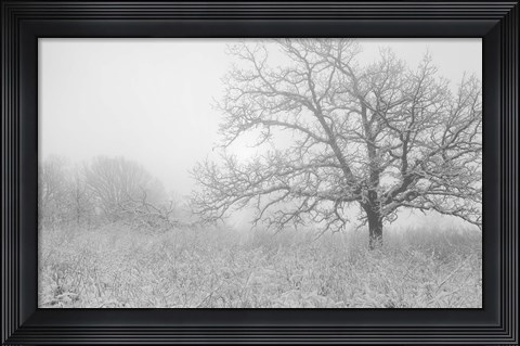 Framed Buffalo River Snow Field Print