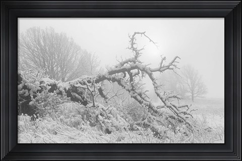 Framed Buffalo Fallen Tree In Snow Print