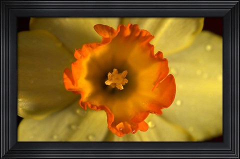 Framed Orange And Yellow Flower Closeup Print