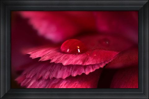 Framed Red Flower Petals And Raindrop Print