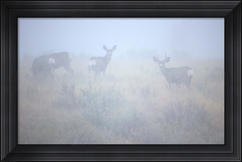 Framed Theodore Roosevelt National Park Deer Print