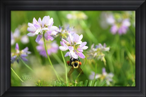 Framed Shades Of Nature Lavender And White Flower Print