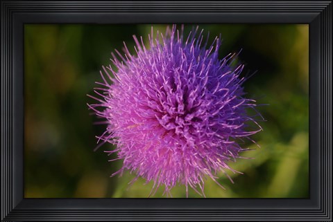 Framed Shades Of Nature Purple Spiked Flower I Print