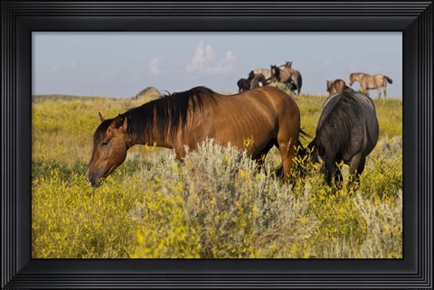 Framed Horses Grazing In Yellow Field III Print