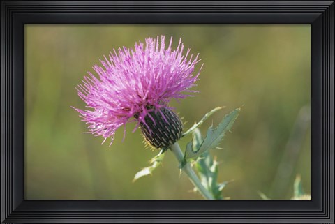 Framed Fuschia Spiked Flower Closeup Print