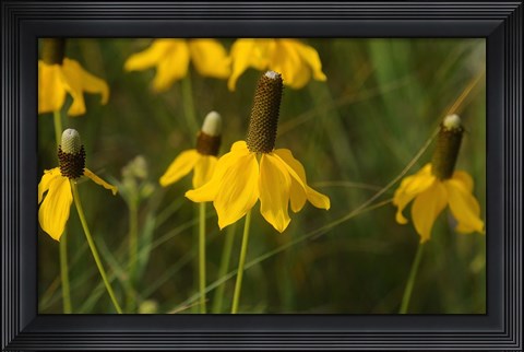 Framed Shades Of Nature Yellow Flowers Green Center III Print