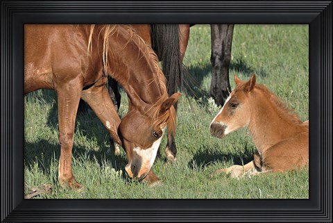 Framed Wildhorses 22 Print