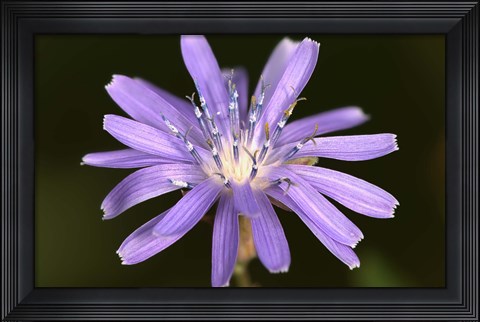 Framed Purple Flower Petals And Dew Closeup II Print