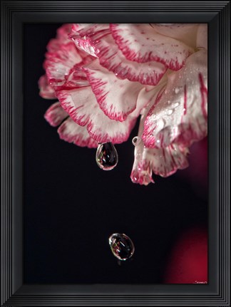 Framed Red And White Carnation And Raindrops Print