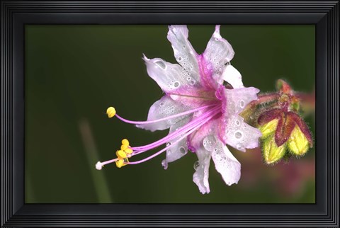 Framed White And Magenta Flower On Green Print