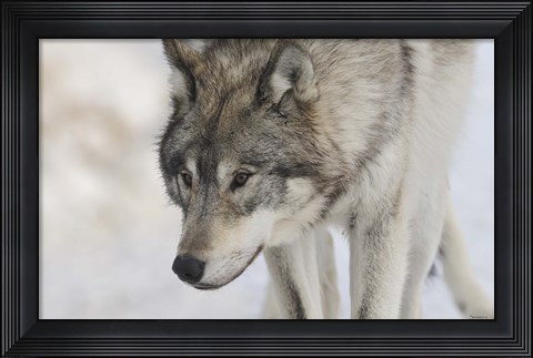 Framed Zoo Wolf 7 Print