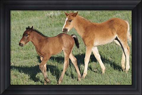Framed Wildhorses 13 Print
