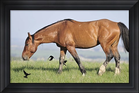 Framed Wildhorses 24 Print