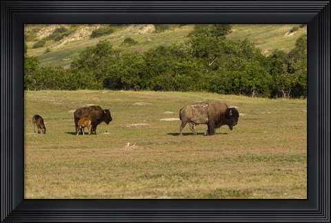 Framed Bison And Baby Bison Print