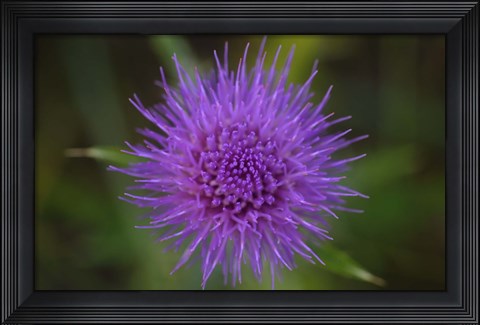 Framed Shades Of Nature Purple Spiked Flower II Print