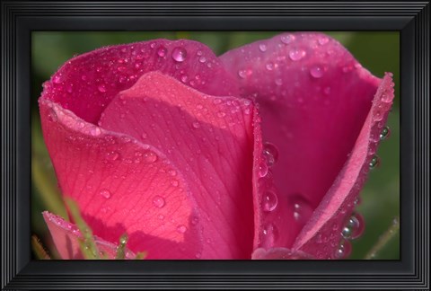 Framed Pink Flower Petals And Dew Closeup Print