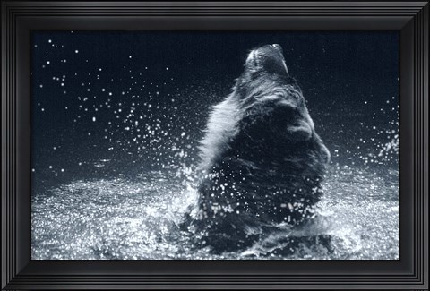 Framed Grizzly Splash Print
