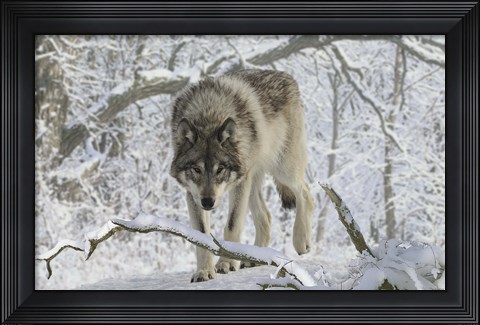 Framed Zoo Wolf 3 Print