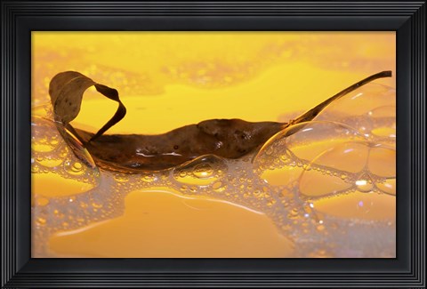 Framed Leaf Floating In Yellow Water Print