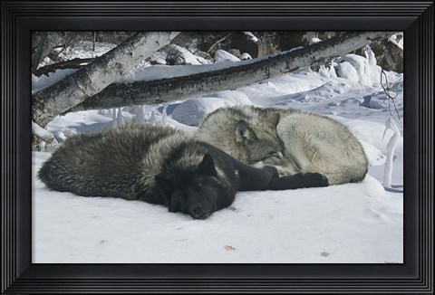 Framed Zoo Wolf 2 Print