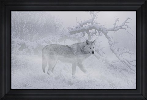 Framed Zoo Wolf 4 Print