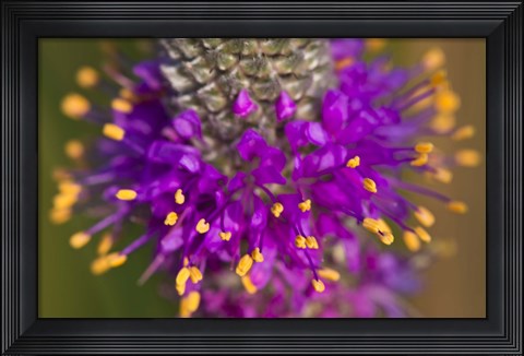 Framed Purple And Yellow Flower On Green Closeup Print